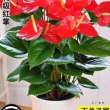 ˮ��t�ư�������һ���L혻���ֲ���҃Ⱥ��B�Gֲ���\���^�ļ��_��