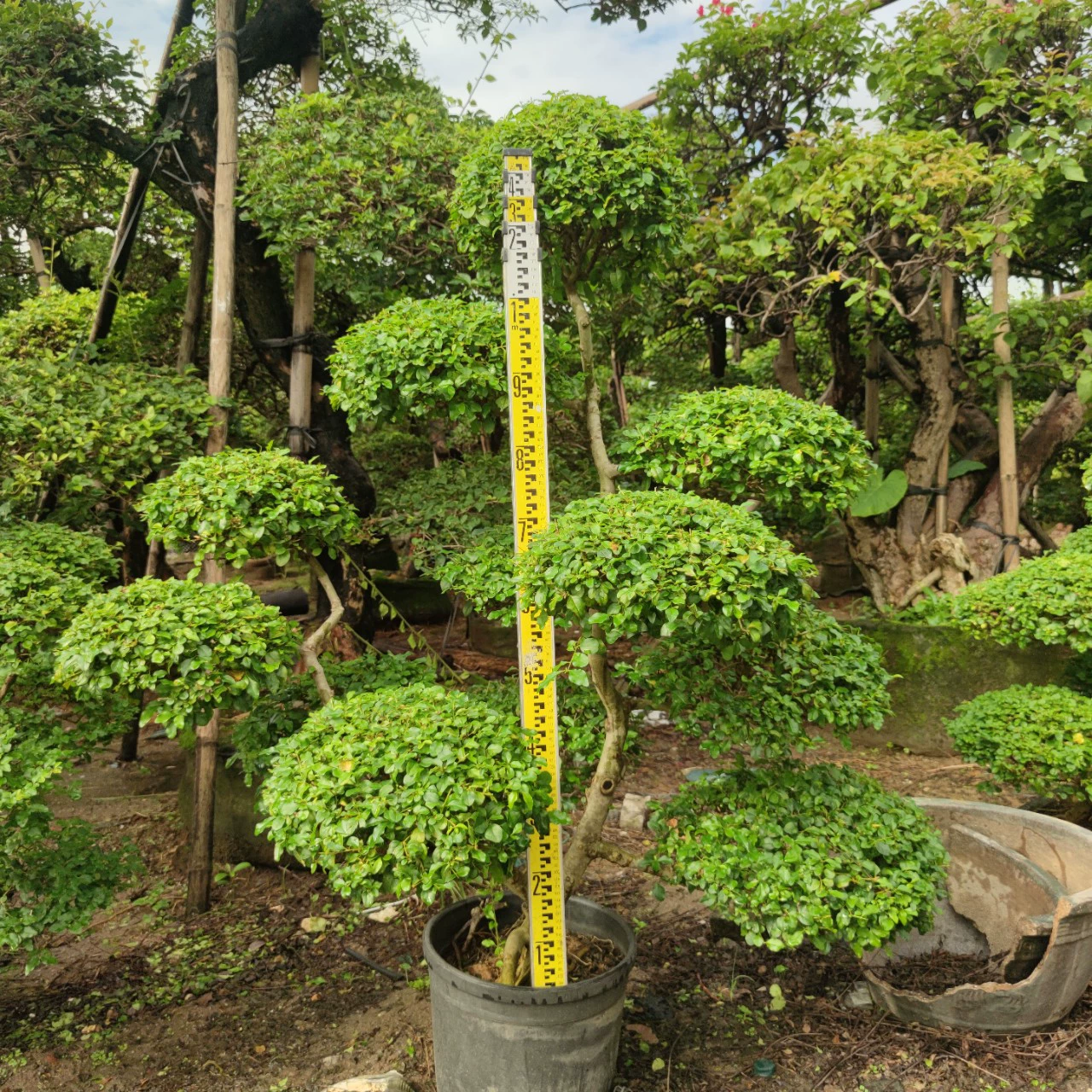 2309 Питомник поставляет листовую деву 1-2 м.