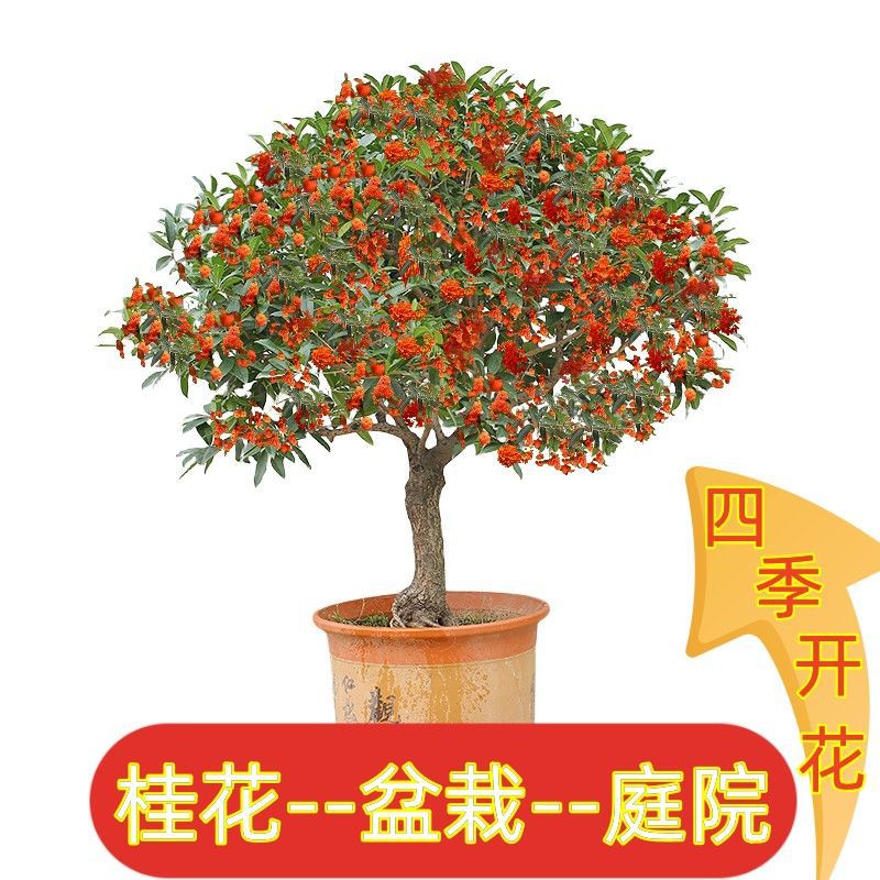 桂花树苗桂花苗盆栽状元红四季桂金桂特级桂花老桩四季开花浓香型