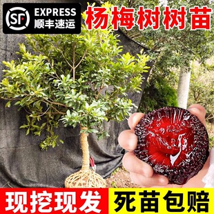 Dongkui Bayberry Tree Saplings, Plum Seedlings, Extra Large Southern and Northern Planting Sites, Bayberry Seedlings That Bear Fruit in the Same Year