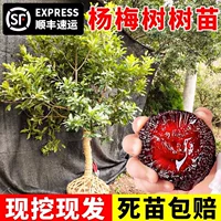 Саженцы деревьев Dongkui bayberry, саженцы сливы, очень большие южные и северные посадочные места, саженцы bayberry, которые в том же году дают плоды.