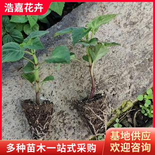 String Red Hole Potted Seedlings, Flower Seedlings for Spring Use, Flower Seedlings for Park Courtyard Community Greening, Rental Flowers, String Red Flower Potted Plants