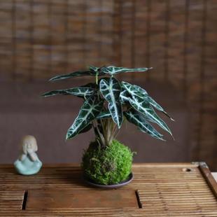 Little Fairy Moss Ball Potted Plant, Peace Lily, Arrowroot, Office Alocasia, Cold Water Flower, Formaldehyde-Absorbing Desktop Small Green Plant