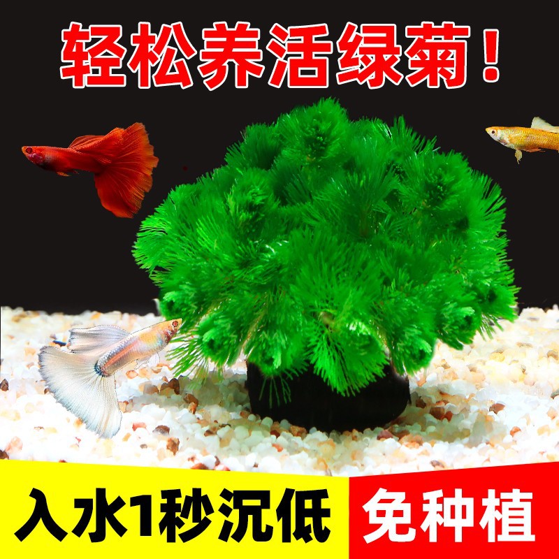 绿菊小坨草缸鱼缸真后景水草蜈蚣草增氧淡水阴性活体植物水族水养