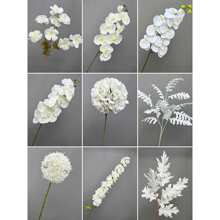 �l�����@��ɫ���滨̫�˻�c�������������󴺻������b�