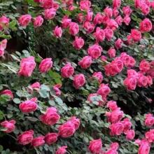 һ�����l�ٱ��¼����繰�T�ļ��_������ͥԺ�����ش�����ֲ���Nޱ