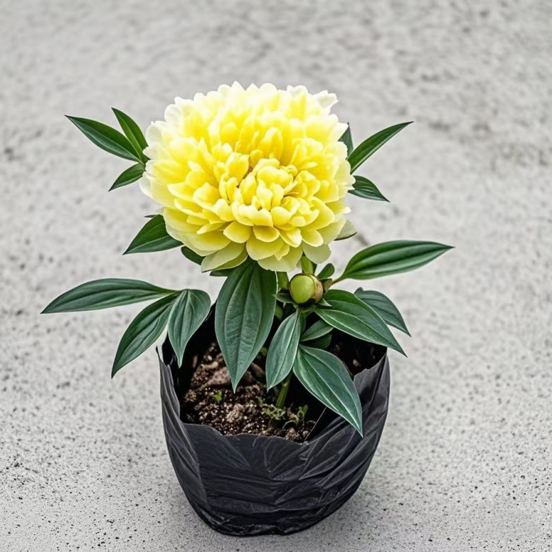 이중꽃/큰꽃[노란색] 개화기간 최대 280일 + 비료