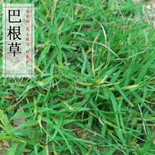 �͸���ţ��ݷN���F�����o�²������زݹ������o�·N�ӷ�ˮ����ʧ