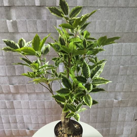 仿真绿植;盆栽;仿真花