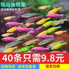 荧光班 马鱼青苹果绿斑马鱼翡翠黄色小型活鱼冷水鱼热带观赏鱼好