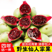 海南三亚新鲜红心野生仙人掌果实仙桃应当季热带稀奇古怪饮品水果