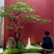 �߶˷���G�����uצ�ʿ�ɽˮ�҃Ȳ��Ҿ��^�٘�Gֲ�쾰�b����b