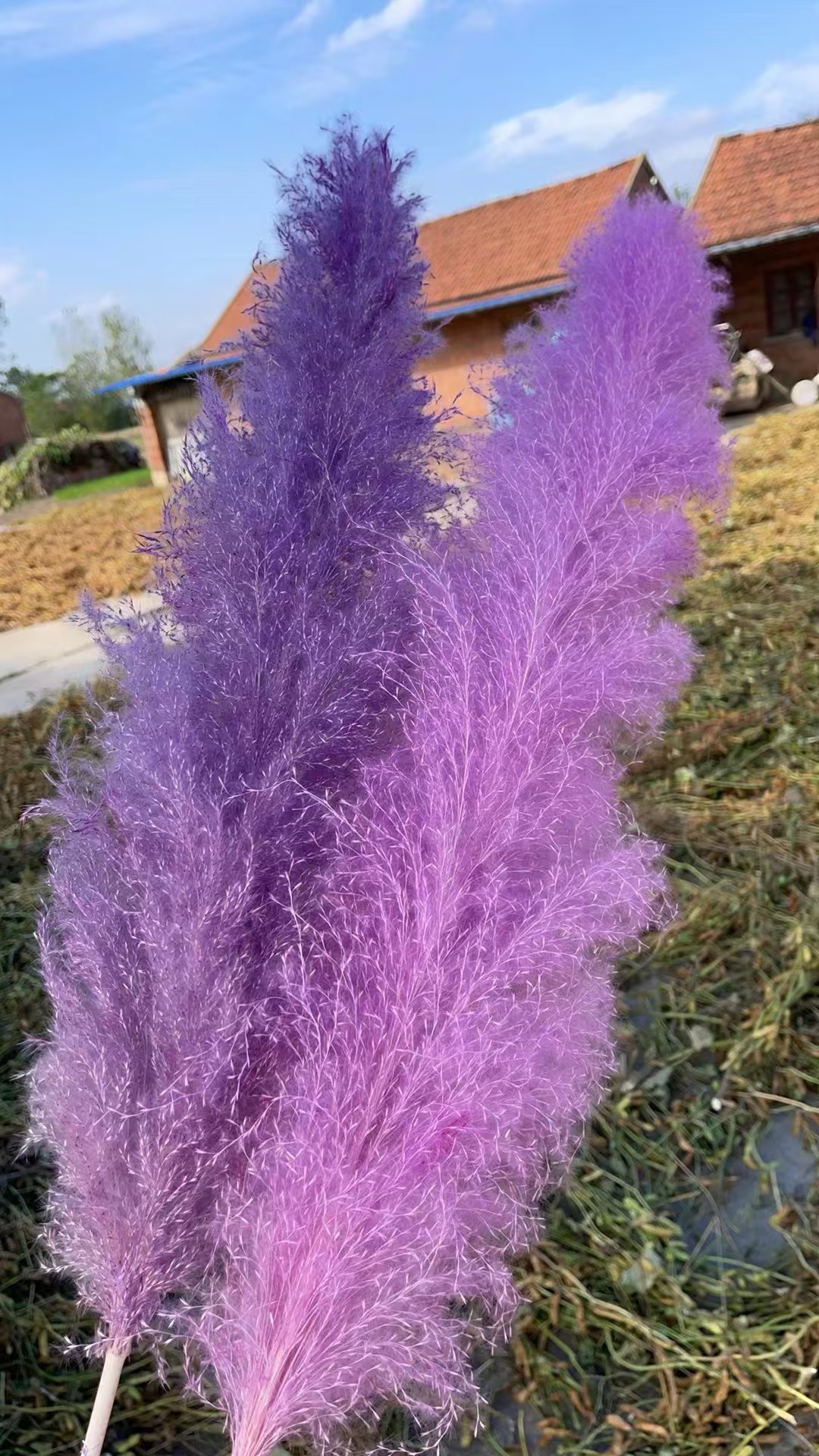 큰 보라색 갈대 1.2m개 비하인드 약 60cm