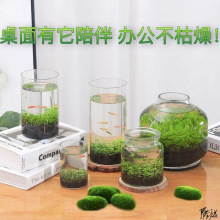 自循环生态瓶成品海藻球微观随身免打理迷你苔藓造景室内创意瓶子