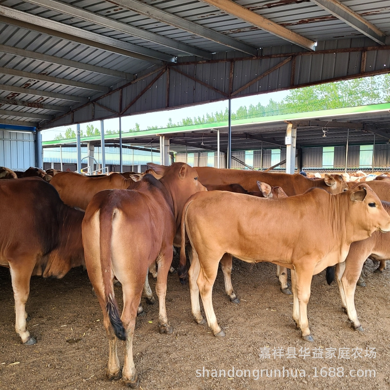 河北小黄牛犊多少钱一头 母牛犊价格 鲁西黄牛 西门塔尔牛