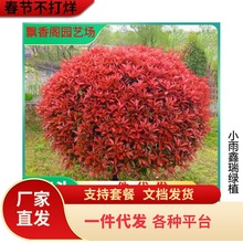 һlt^ľt~ʯ򻨉С^GɭŮؑ÷