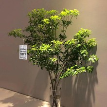 马醉木水培植物室内绿植鲜切枝条盆栽吊钟客厅水养小树苗阳台