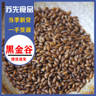 �ڽ���� ��������؎X�ڽ��500����ȴּZ�S��ڽ������ζ��