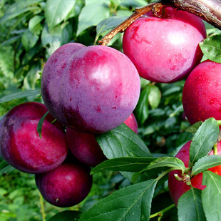 ���Ә�����������޽���������������Ϸ������Nֲ����Y��