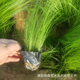 宿根细茎叶芒大量批发 阳台庭院绿化工程花草 青州基地