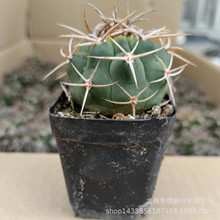 漳州多肉植物仙人球批发 实生碧岩玉 约3-4cm 花卉绿植盆栽园艺