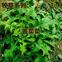 ���{�˷N�Ӹ߮a���Z�˷N�����ݷN���ļ������˷N���Bֳ�����u���Z