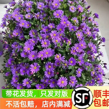 ��С�����Ի���Сľ�Ȼ���ֲ��ջ���༾�҃��̨���B�������