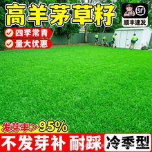 高羊茅草籽四季常青耐寒耐旱庭院别墅绿化护坡固土多年生草种子