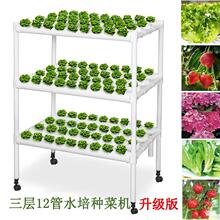 12�ܵ�ˮ���߲˷N�˙C�̨�Ԅӻ��o�������O�����ˮ���Nֲ�ܰ��]