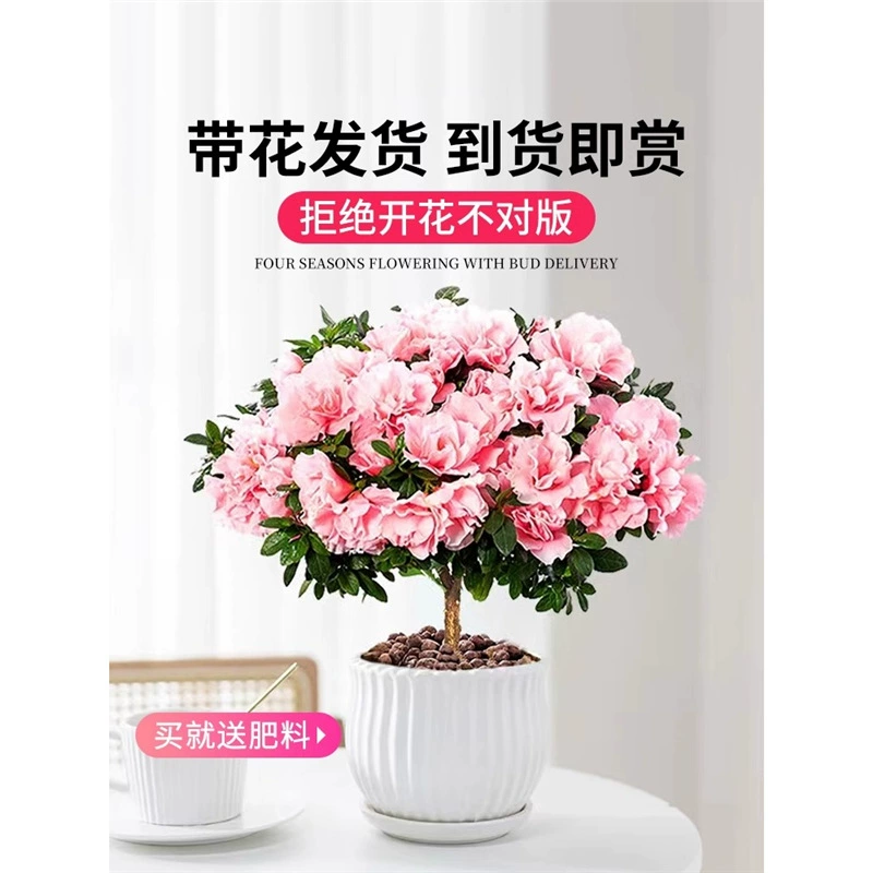 Цветы азалии в горшках, весенние и летние растения, комнатные растения, цветущие в любое время года, цветы с бутонами, саженцы, зеленые растения, легко выращивать и жить.