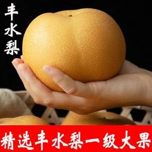 砀山丰水梨黄皮梨正宗新鲜水果脆甜多汁梨子冰糖雪梨现摘当季整箱