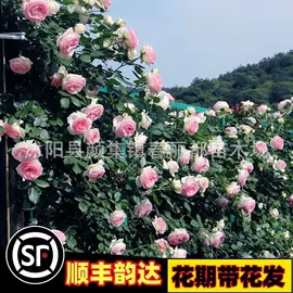 种子;灌木;乔木