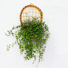 婚紗吊蘭 婚紗吊蘭批發 促銷價格 產地貨源 阿里巴巴