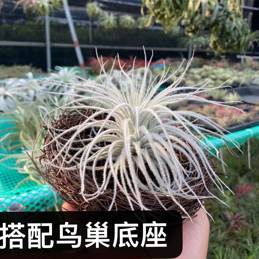 Air Tielan Base Оптовая Безпочвенное растение В горшке Зеленое растение Перо Дастер Драгоценный камень Оранжевый Ван Хан Хьюстон Оверлорд