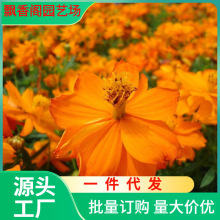 һlAոɣNS˹ͥԺ^Gܻ