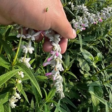 粉花鼠尾草盆栽 花境组合观赏草 成都园林绿化工程基地苗木批发