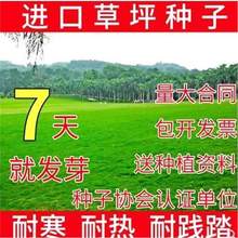 草坪种子四季青护坡固坡草籽草籽免修剪狗牙根高羊茅黑麦草种子