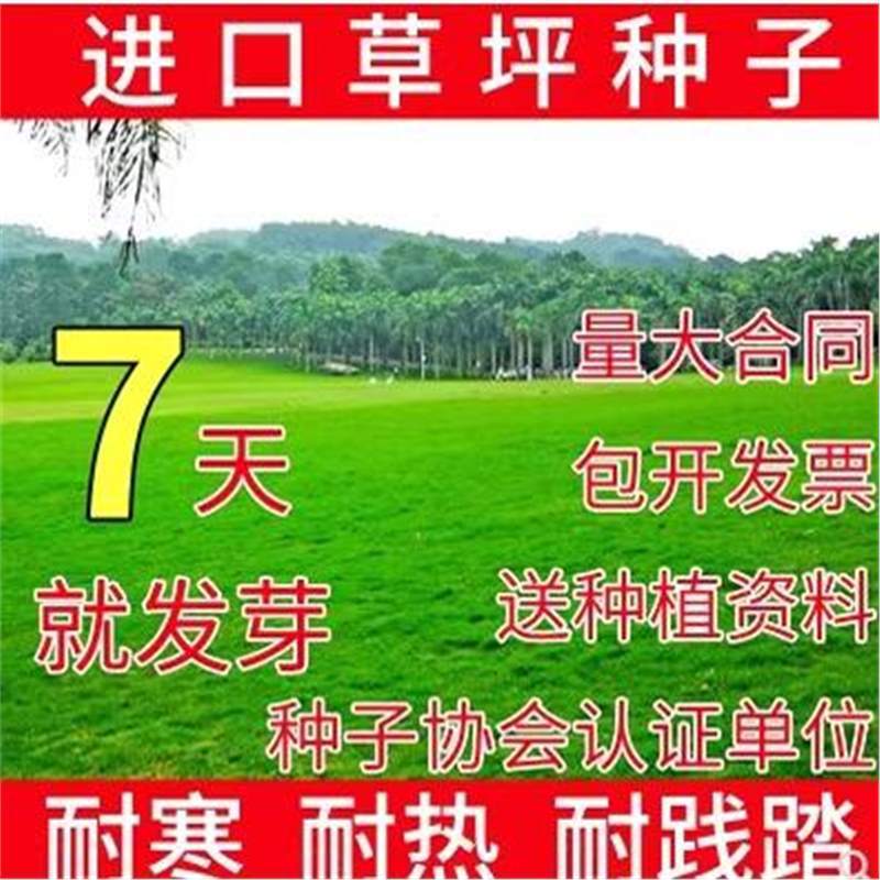 草坪种子四季青护坡固坡草籽草籽免修剪狗牙根高羊茅黑麦草种子
