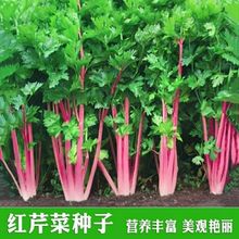 �������۷N�� �t�۲˷N����ɫ�������߲��̨�ѷN��⼚�۲˷N��