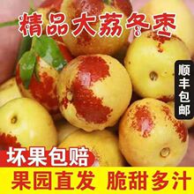 【顺丰发货】大荔冬枣时令新鲜水果现摘现发脆甜鲜枣子青枣水果