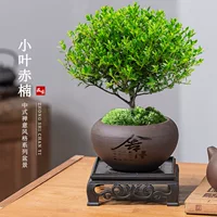 Маленькие листья Chinan старый пень бонсай мини-растения комнатные цветы офисные столешницы
