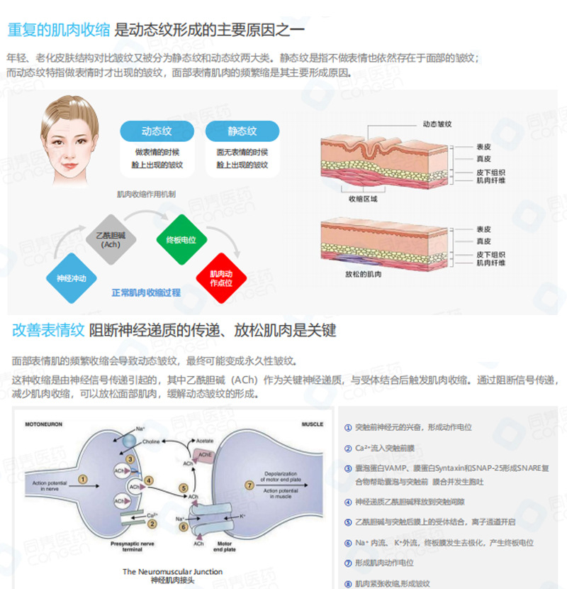 Oil-soluble anti-wrinkle active peptide_06.jpg