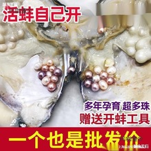珍珠蚌自己开蚌取珍珠淡水活蚌壳河蚌多珠单珠鲜活真空打批麦太保