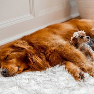 Hot Explosions Amazon shopify Explosions Pet Dog Plush Mat Beige Mat Pet Dog Rest