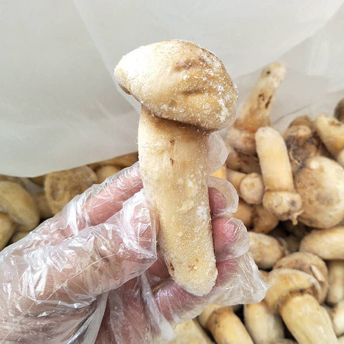 Fresh frozen matsutake, delicious bulk frozen matsutake, direct supply from Yunnan Plateau, dry goods, mushroom origin wholesale and delivery