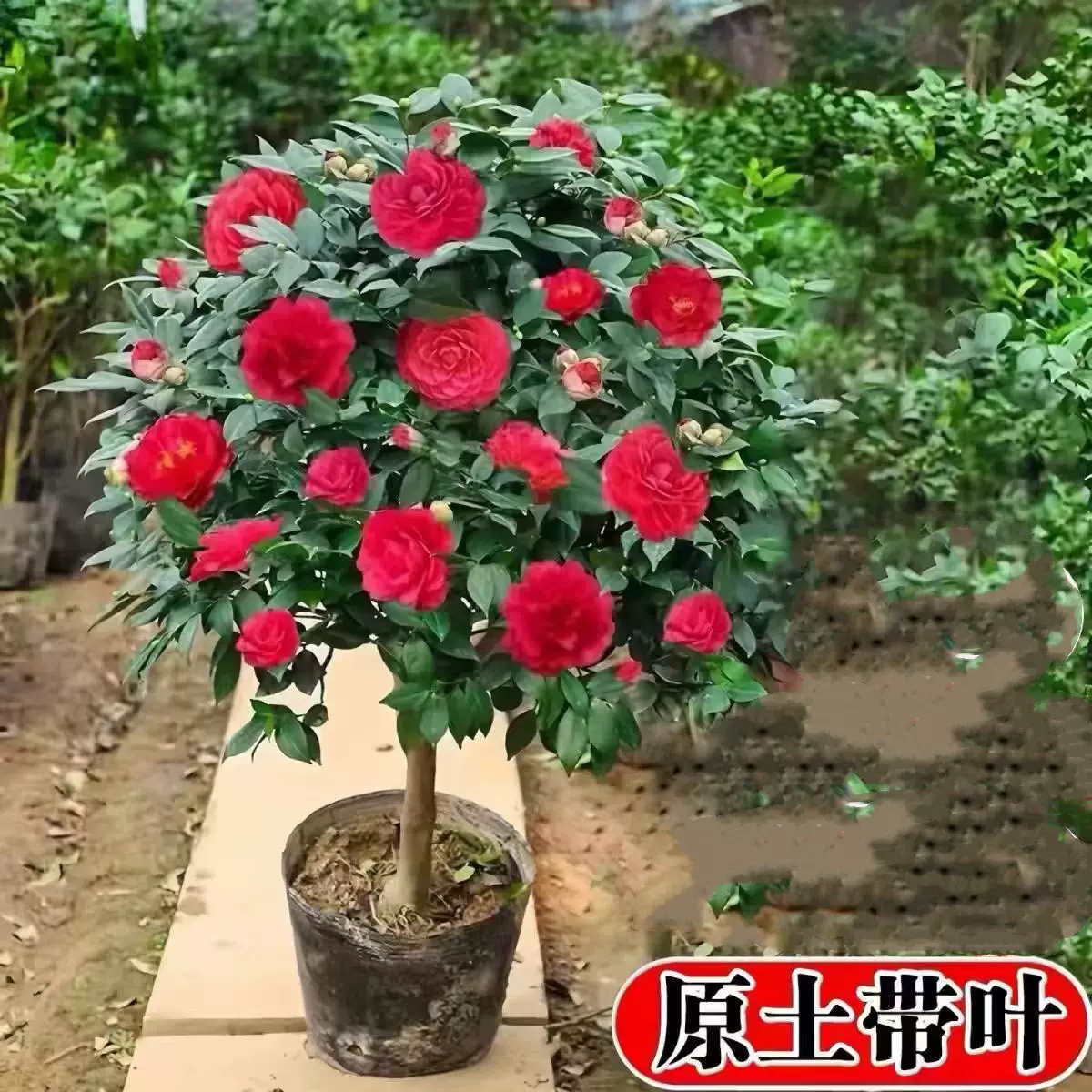 山茶花树苗庭院大型耐冬香妃茶花四季常青耐寒花卉植物庭院风景树