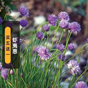 Ezo Onion Seeds 200 Ornamental Small Onions Western Fine Chive Seeds Edible Balcony Potted Plants Sown in Spring and Autum