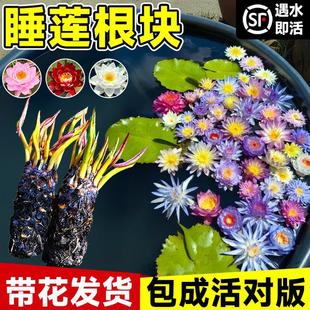 Water Lily Hydroponic Plant with Buds Blooms in All Seasons, Easy to Grow Lotus Water Lotus Fish Tank Water Pond Large Water Lily Root Block