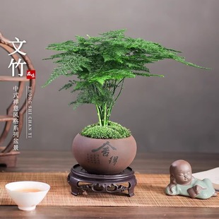 Asparagus Potted Indoor Flower Bonsai Plant Living Room Small Green Plant Office Desktop Easy to Maintain All Year Round Evergreen Bamboo