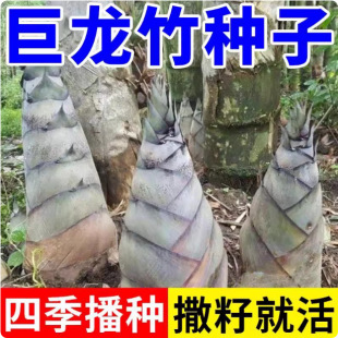 ���;�����N�����S�N�Ӿ������ļ�����Nֲ��ͥ�̨�߲˷N��